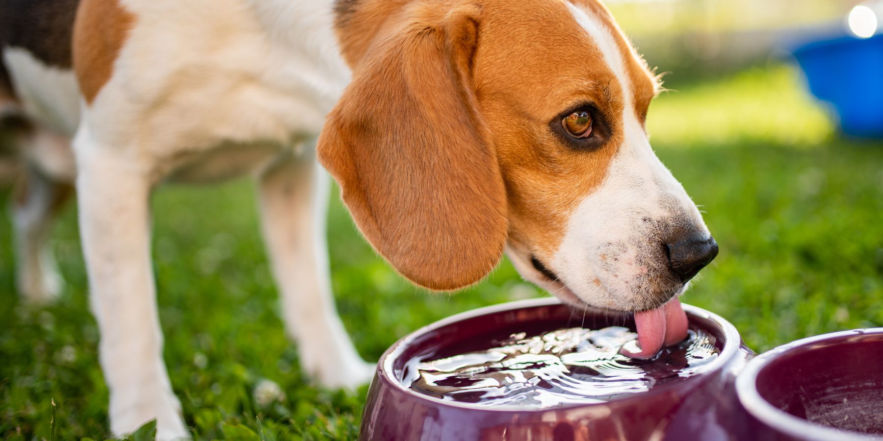 Ensuring Safety: How to Manage Increased Thirst in Senior Dogs?